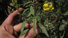 Calceolaria microbefaria