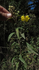 Calceolaria microbefaria