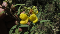 Calceolaria microbefaria
