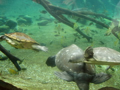 Malaysian Giant Turtle photo 4