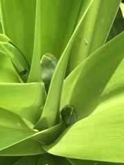 Sphaenorhynchus lacteus