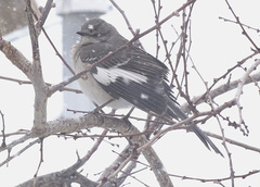 Mimus polyglottos leucopterus