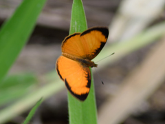 Tegosa anieta