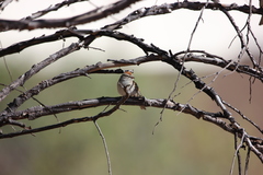 Spizella passerina