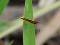 Tegosa anieta