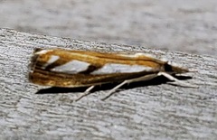 Catoptria latiradiellus