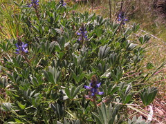 Lupinus gibertianus