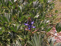 Lupinus gibertianus