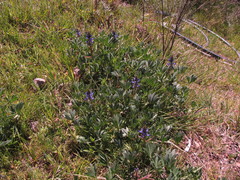 Lupinus gibertianus