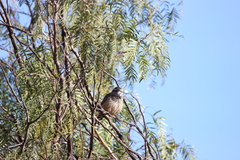 Campylorhynchus brunneicapillus