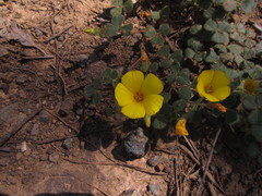 Oxalis eriocarpa