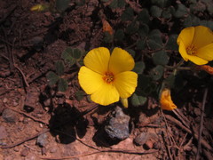 Oxalis eriocarpa
