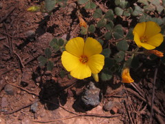 Oxalis eriocarpa