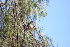 Campylorhynchus brunneicapillus