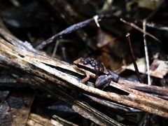 Allobates sumtuosus
