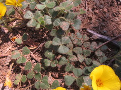 Oxalis eriocarpa