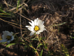 Perezia multiflora sonchifolia