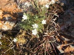 Spergularia rupestris