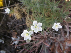 Spergularia rupestris
