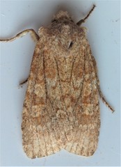 Lithophane semiusta