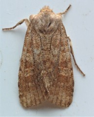 Lithophane semiusta