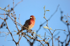 Haemorhous mexicanus