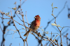 Haemorhous mexicanus