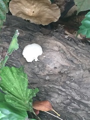 Favolus spatulatus