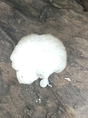 Favolus spatulatus