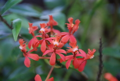 Epidendrum tulcanense