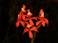 Epidendrum tulcanense