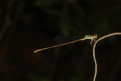 Leptobasis vacillans