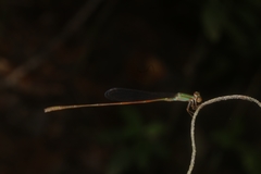 Leptobasis vacillans