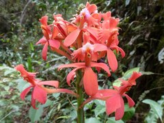 Epidendrum tulcanense