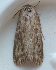 Catabena lineolata
