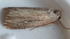 Catabena lineolata