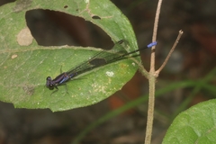 Argia frequentula