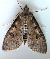 Palpita aenescentalis