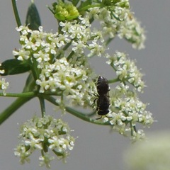 Hylaeus