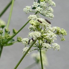Hylaeus