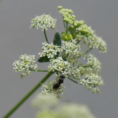 Hylaeus