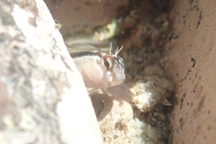 Parablennius laticlavius