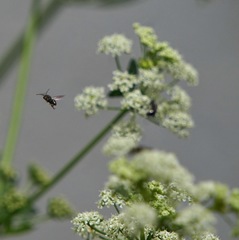 Hylaeus