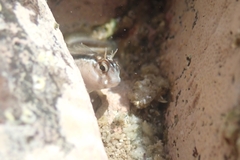 Parablennius laticlavius