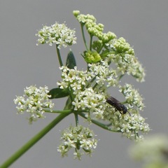 Hylaeus