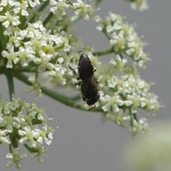 Hylaeus
