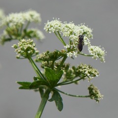 Hylaeus