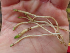 Pedicularis parviflora