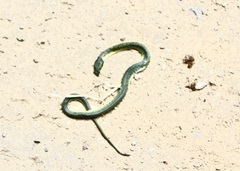 Erythrolamprus epinephalus albiventris