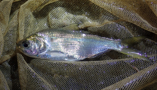 Japanese gizzard shad (Nematalosa japonica) — Clupeidae